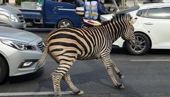 Zebra escapa de zoológico e percebe que vida na cidade é muito hostil (Reprodução/Instagram/@hwan._.man)